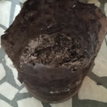 Erciyes Soba Kalitesiz Üründen Mağdurum