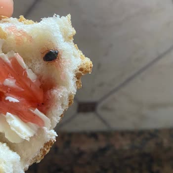 A101 Bolmix Reçelin İçinden Böcek Çıktı