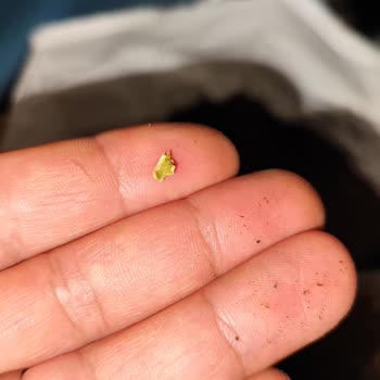 Bal Küpü Çay Dan Çöp Çıktı