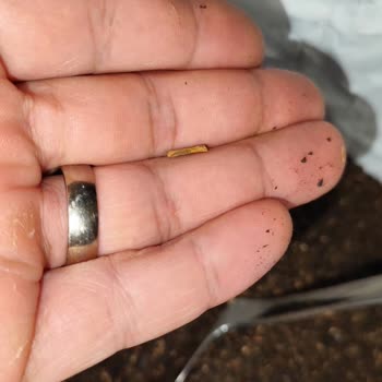 Bal Küpü Çay Dan Çöp Çıktı