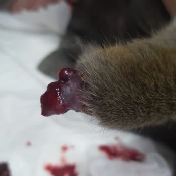 International Veterinary Hospital Kedimin Talihsiz Tedavi Süreci
