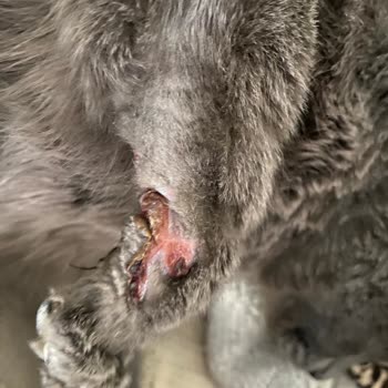 International Veterinary Hospital Kedimin Talihsiz Tedavi Süreci