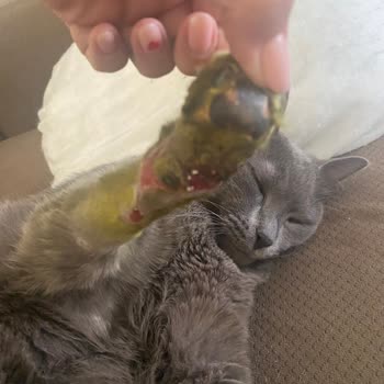 International Veterinary Hospital Kedimin Talihsiz Tedavi Süreci