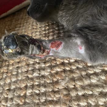 International Veterinary Hospital Kedimin Talihsiz Tedavi Süreci