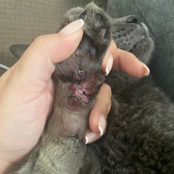 International Veterinary Hospital Kedimin Talihsiz Tedavi Süreci