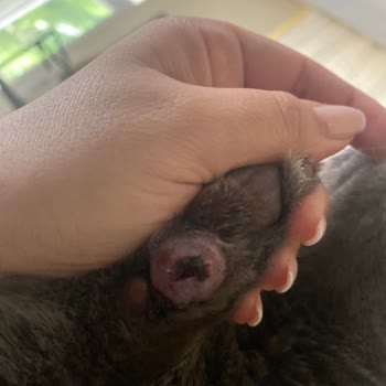 International Veterinary Hospital Kedimin Talihsiz Tedavi Süreci