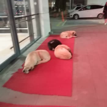 Necmettin Erbakan Üniversitesi Meram Tıp Fakültesi Hastanesi Hizmette Çok Zayıf!