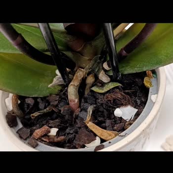 Çiçek Market Kökleri Çürümüş Orkide Çiçeği