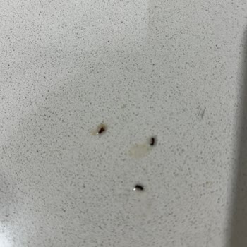 Makarna Lütfen Güvelenmiş Yulaf Ezmesi