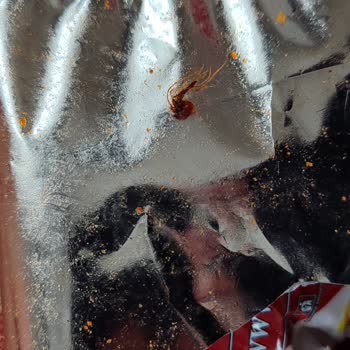 Lays Cipsin İçinde Böcek Var