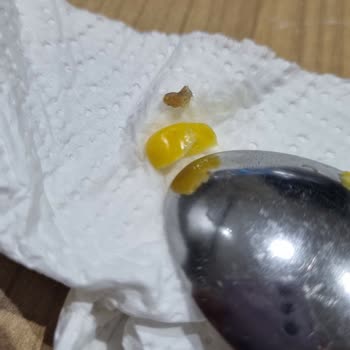 Tada! Konserve Süt Mısırında Kurtçuk Şoku!