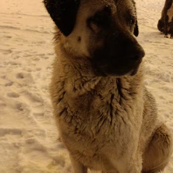 Mamak Belediyesi Barınak Şikayetim