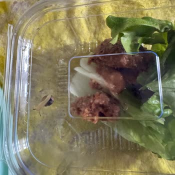 Şimşek Aspava Yemekte Salyangoz Çıktı