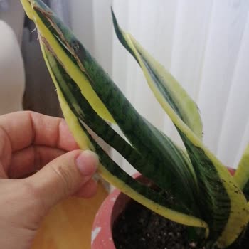 Trendyol Satıcı Körfez Gardens