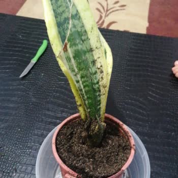 Trendyol Satıcı Körfez Gardens