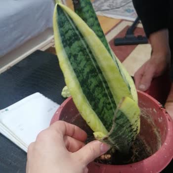 Trendyol Satıcı Körfez Gardens