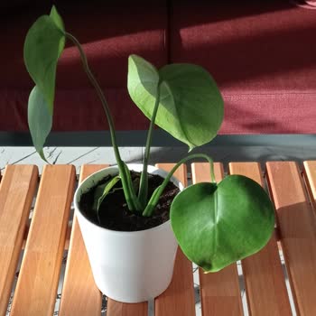 ÇiçekSepeti Çiçek Hediye Pişmanlığı