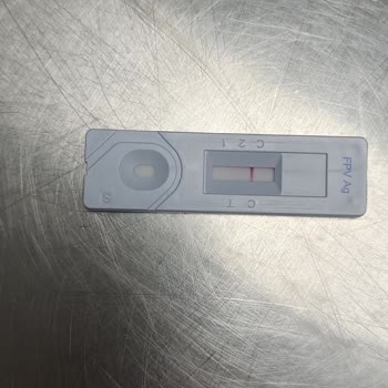 Veteriner Sağlık Merkezi Veterinerde Yaşanan Sağlık Skandalı