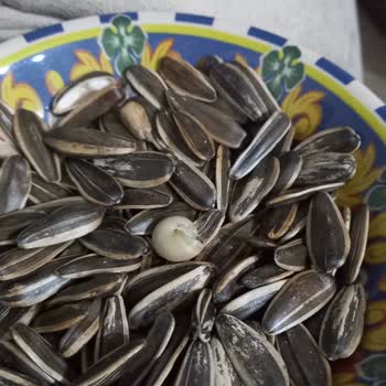 Altıntop Kuruyemiş Çiğdemin İçinden Çıkan Salyangoz Kabuğu