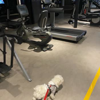 Xoom Training Club Xoom Piyalepaşa Hayvan Düşmanı, Üslupsuz Personel