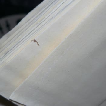 Barilla Gıda Makarnada Böcek Şoku!