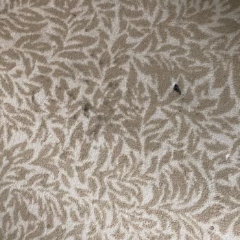 Kültür ve Turizm Bakanlığı Termal Otelde Hijyen Ve Hizmet Sorunları