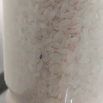 BİM Efsane Pirinç Böcek