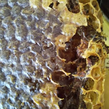 Bitlis-bali.com Kurtlanmış Bal Satan İlgisiz Firma