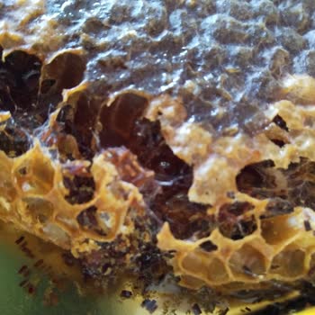 Bitlis-bali.com Kurtlanmış Bal Satan İlgisiz Firma