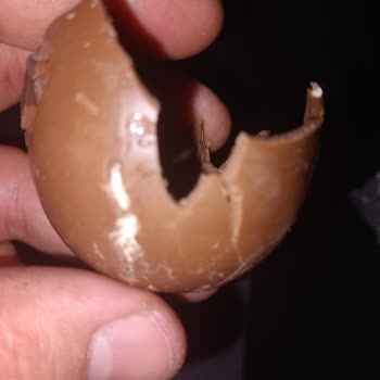 Ozmo Çikolatada Kurt Çıktı