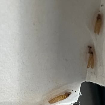 Lipton Earl Grey Çaydan Böcek Çıktı