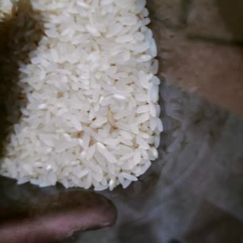 Duru Pirinç Kurtlu Çıktı.