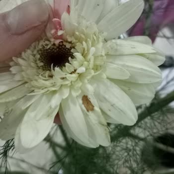 ÇiçekSepeti Çiçek Sepetinden Aldığım Buketin Sorunları