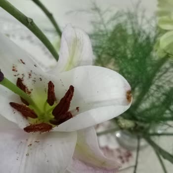 ÇiçekSepeti Çiçek Sepetinden Aldığım Buketin Sorunları