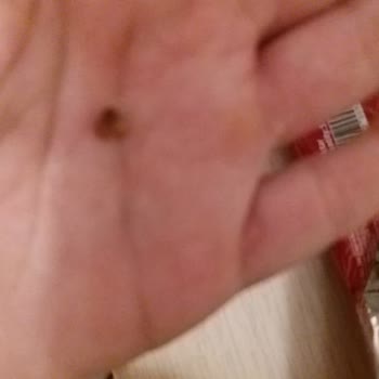 Tadelle King İçinden Kabuk Çıktı!