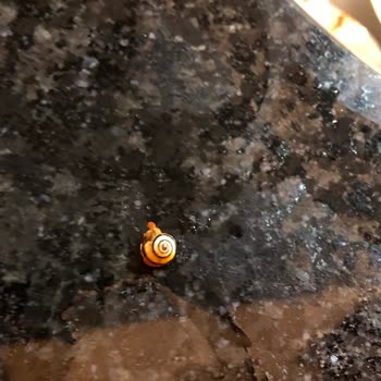 Dondurulmuş Superfresh Bezelyeden Salyangoz Çıktı