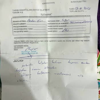 TARSİM Büyükbaş Hayvanım Öldü Ama Dosya Reddedildi