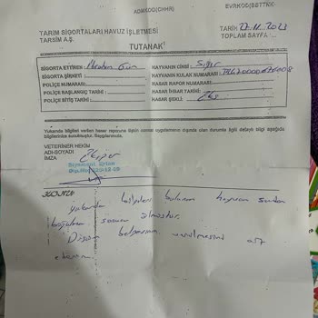 TARSİM Büyükbaş Hayvanım Öldü Ama Dosya Reddedildi