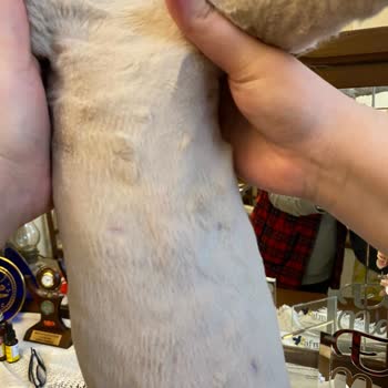 Animalove Veteriner Kliniği Ticarethaneye Dönmüş Bir Klinik!