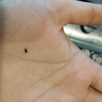 Yayla Bakliyat Aldığım 2 Kg Lik Yayla Pirinçten Böcek Ve Tırtıl Çıktı