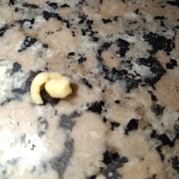 indomie İndominin İçinden Çıkan Şey Ne