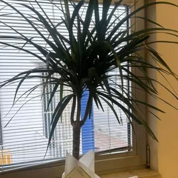 Çiçek Sepeti Çiçeğin Üstüne Gönderenin İsmini Yazmadan Çiçek Göndermiş