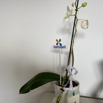 Çiçek Sepeti Canlı Orkide Düzeneği