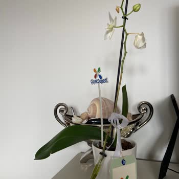 Çiçek Sepeti Canlı Orkide Düzeneği