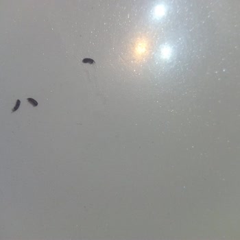 A101 Pirinci İçinden Böcek Çıktı