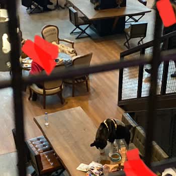Arabica Coffee House Astim Skypark Şubesinde Yaşanan Köpek Sorunu