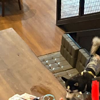 Arabica Coffee House Astim Skypark Şubesinde Yaşanan Köpek Sorunu