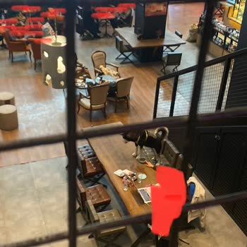 Arabica Coffee House Astim Skypark Şubesinde Yaşanan Köpek Sorunu
