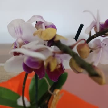 Taze Çiçek (tazecicek.com) Çürümüş Çiçek Göndermişler