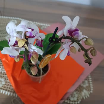 Taze Çiçek (tazecicek.com) Çürümüş Çiçek Göndermişler